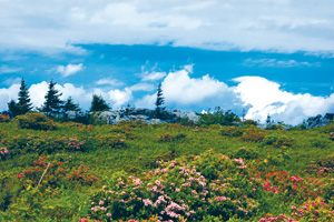 Flowers bloom at Dolly Sods. Photo by Jaime Pettry.