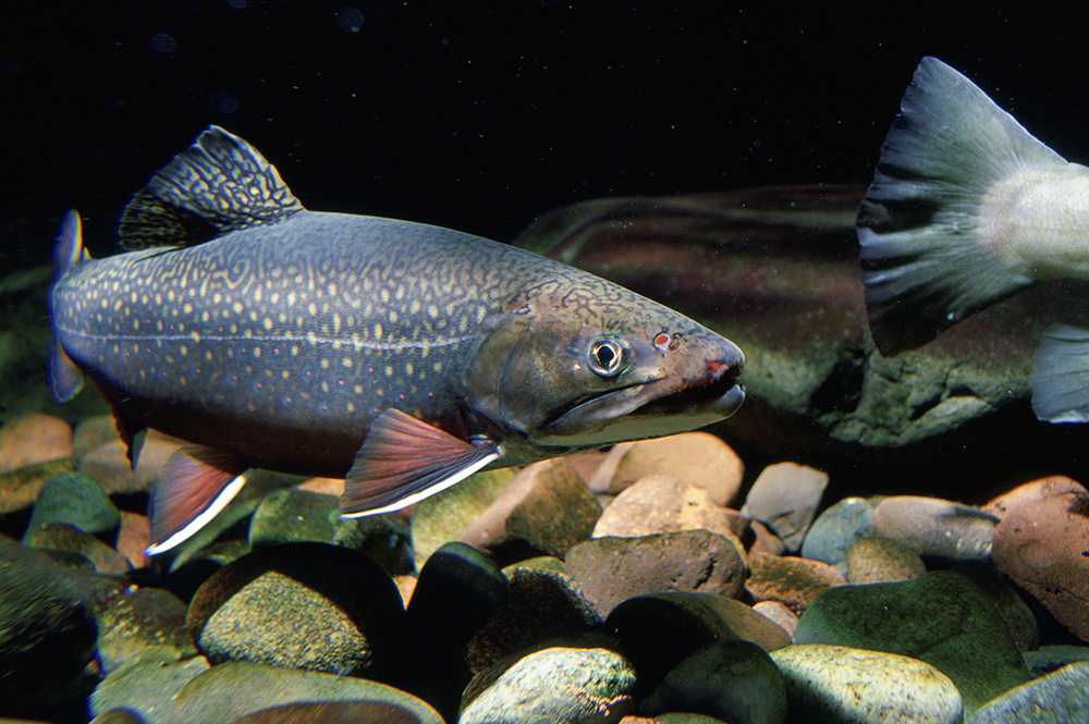 Native brook trout, photo courtesy of U.S. Fish and Wildlife